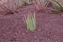 etwas Kies über die Erde etwas Kies über die Erde