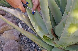 vom Stamm abziehen vom Stamm abziehen