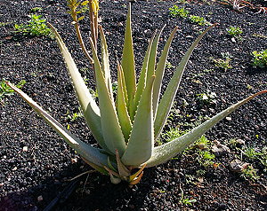 Aloe Vera plant with children Aloe Vera plant with children