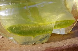 gets yellow by expiry gets yellow by expiry