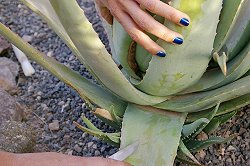 Choosing leaf Choosing leaf