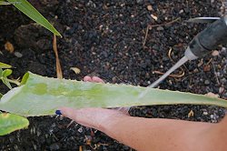 Claening the leaf Claening the leaf