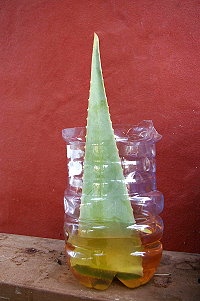 Processing the leaves of Aloe Vera Processing the leaves of Aloe Vera