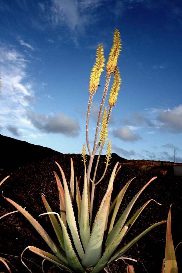 Aloe vera plant with flower Aloe vera plant with flower