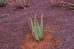 Pressionar la tierra Pressionar la tierra