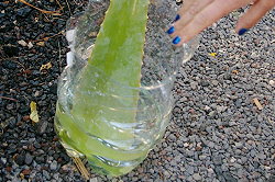 toda la noche toda la noche