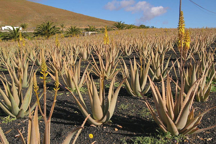 Cultivo y producción en Tiscamanita, Tuineje. Cultivo y producción en Tiscamanita, Tuineje.