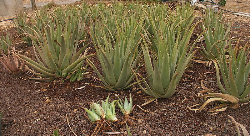 Planting of young plants