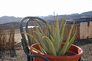planting Aloe Vera in a pot
