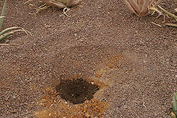 Cactus-ground or ground for flowers + sand
