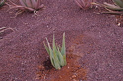 plant it deep