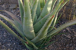 Plant with children