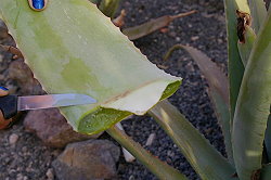 cutted leaf