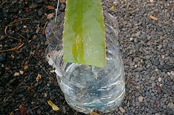 in a pot of water